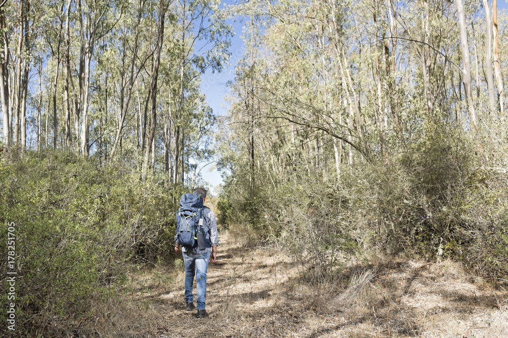 Hiker in the woods