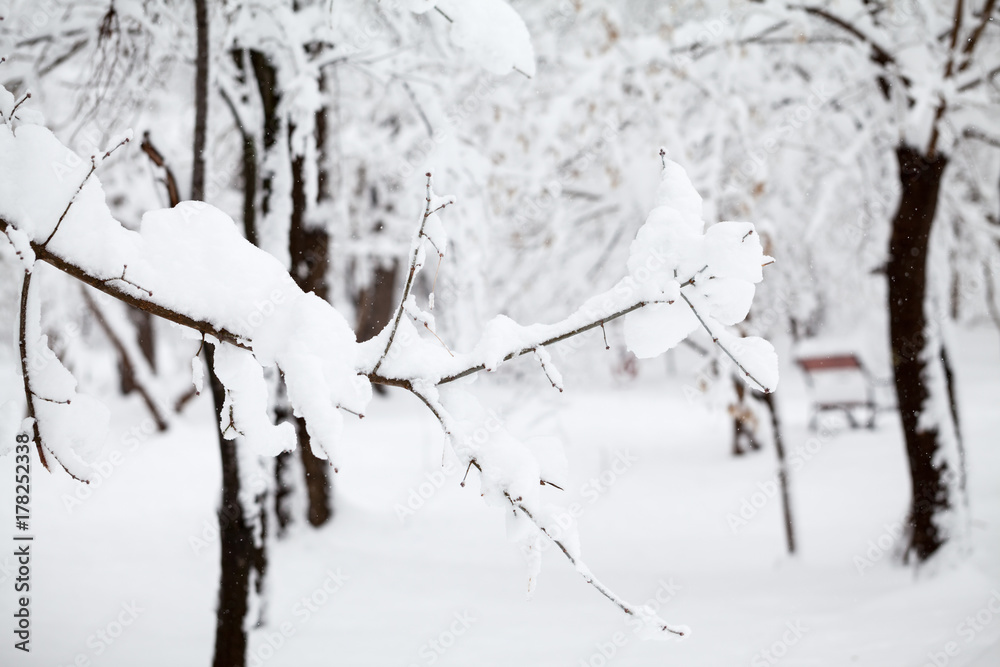 Snowing landscape in the park and details
