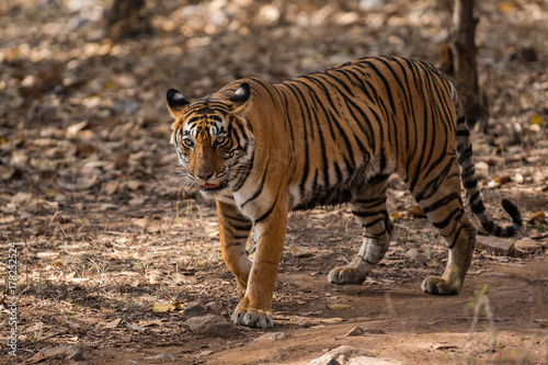 Tigress from ranthambore national park  india