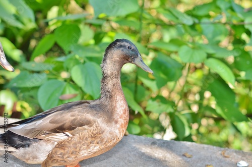 Portrait of mallard duck