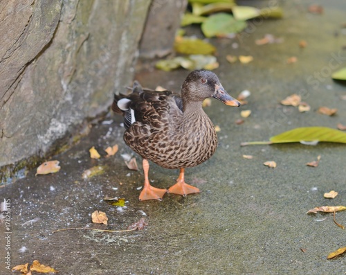 Portrait of a Mallard Duck Full-Length