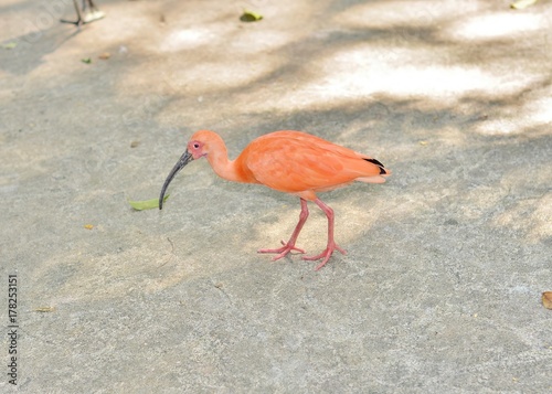 Little bird ibis orange