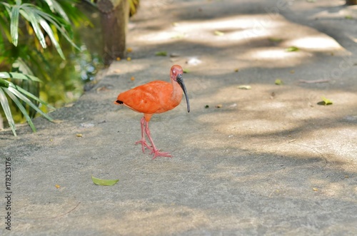 Little bird ibis orange