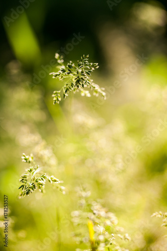 Green plants isolated on natural background with beautiful bokeh and contour light
