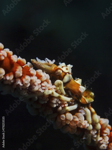 Whip Coral Spider Crab, Gorgonien Spinnenkrabbe (Xenocarcinus tuberculatus) photo