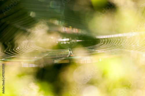 Abstract composition with spider web details and natural colors  