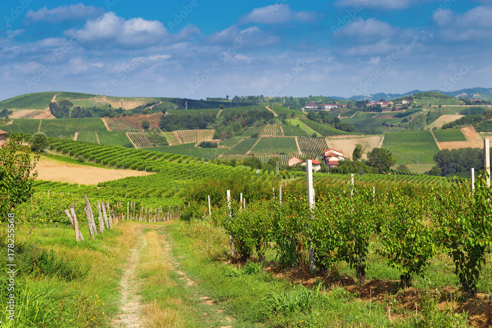 Wine-growing Langhe region, Italy, Piedmont. Rural landscape.