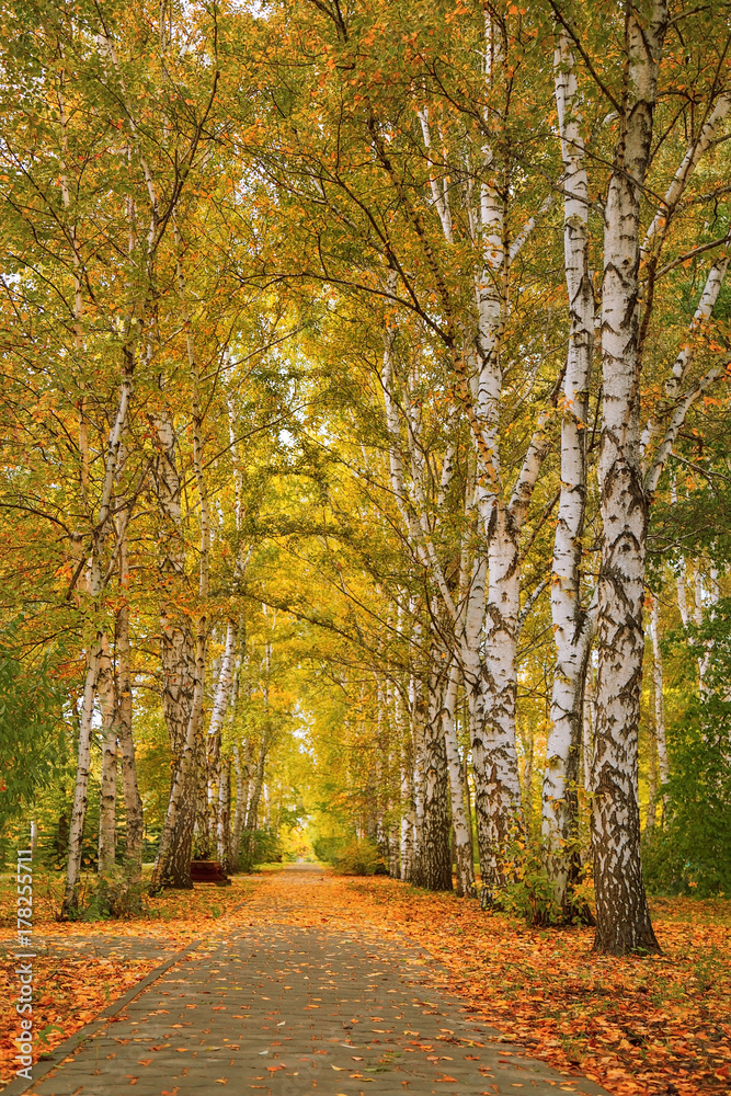 Obraz premium Autumn landscape. Golden autumn in Siberia. Wonderful birches trees cover autumn yellow leaves. Place for romantic walks in park.