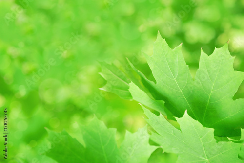 Background from blurred Green maple leaves. Soft focus on leaves and cope space.