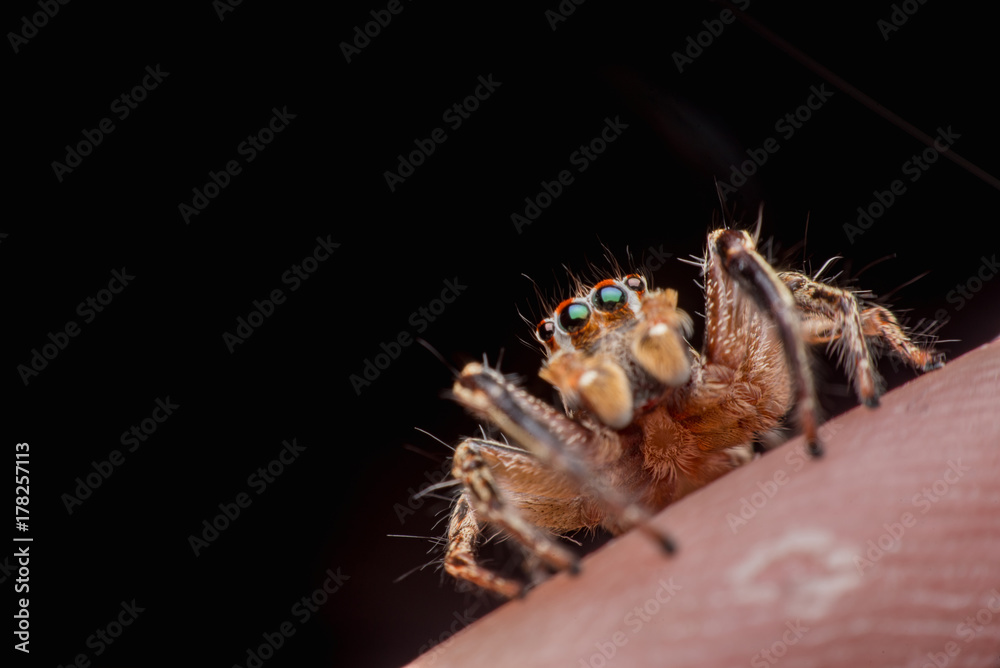 Spider on human skin, jumping Spider Spider on human skin, jumping Spider