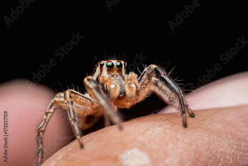 Spider on human skin, jumping Spider