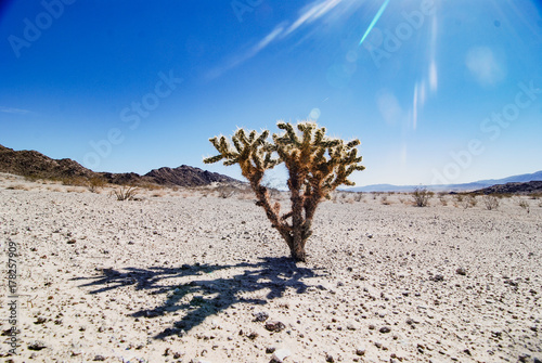Cholla Cactus, Mojave Desert, CA