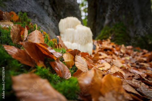 Rare Lion s mane mushroom in a Dutch forest