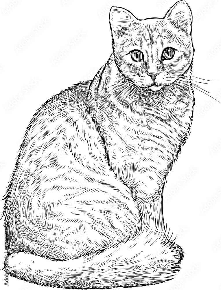 vektorov-grafika-sketch-of-a-house-cat-ze-slu-by-stock-adobe-stock