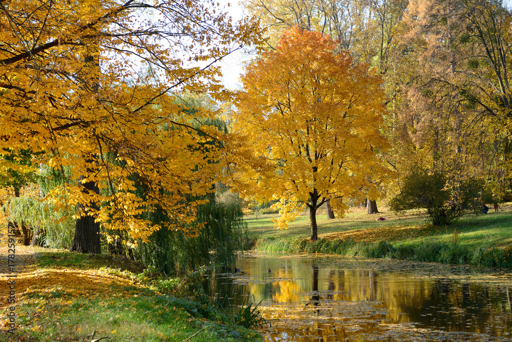 The yellow foliage on trees in Olexandria Park, Bila Tserkva, Ukraine