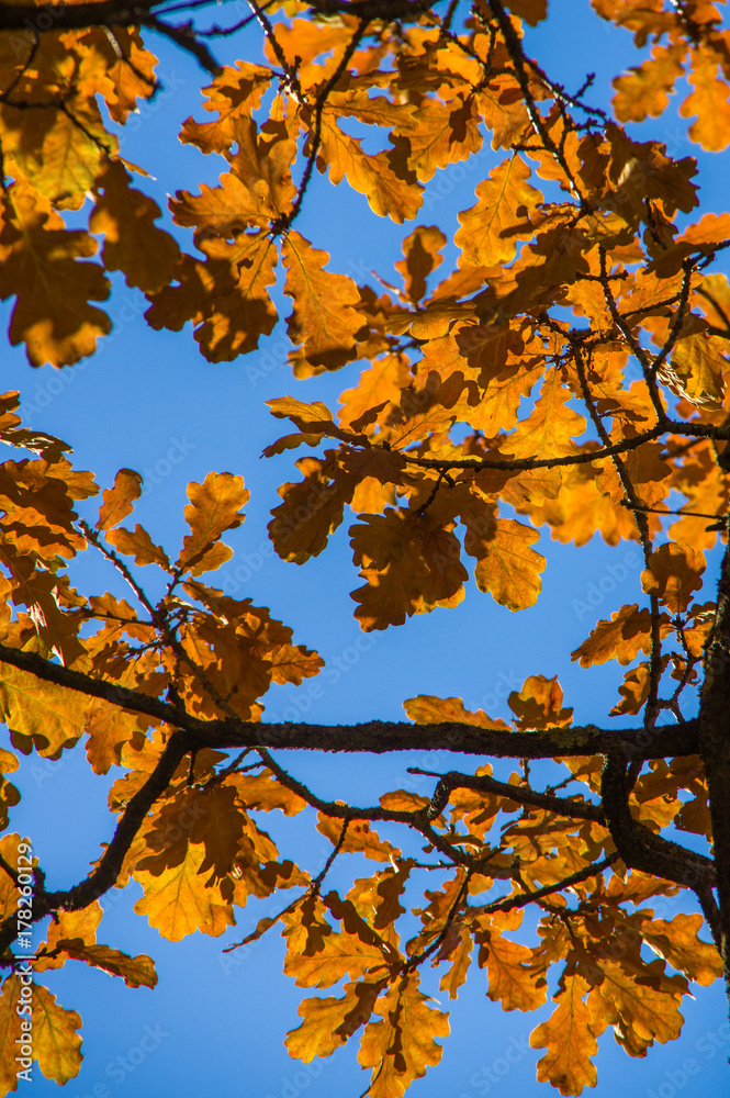 Orange leaves hang on the branches of a tree in autumn