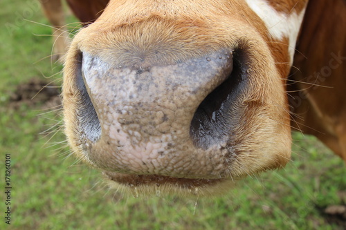 Nase einer Kuh 