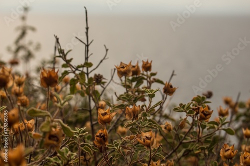 Orange Physalis vor dem Meer