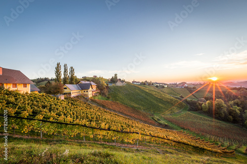 Sonnenaufgang zwischen den Weinreben in der Steiermark im Herbst
