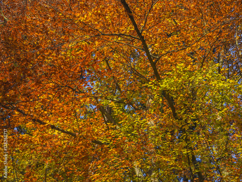 colorful orange beech tree branches natural autumn leaves background