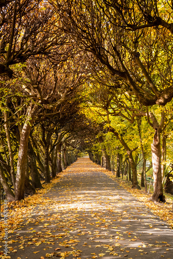 Autumn in the park in Gdansk Oliwa. The Oliwski Park is very popular toursit destination. Poland. Autumn in the park in Gdansk Oliwa. The Oliwski Park is very popular toursit destination. Poland.