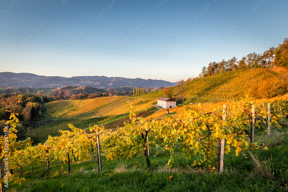 Weinberge in der Steiermark im Herbst beim Sonnenaufgang