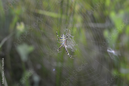 spider and cobweb in the background of green foliage