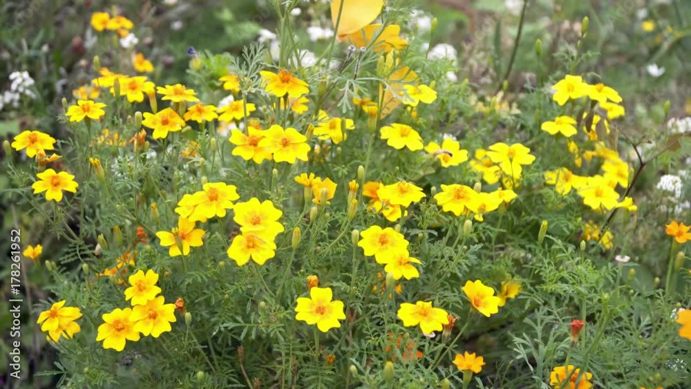 helianthemum yellow flowers sway in the wind. helianthemum yellow flowers sway in the wind.