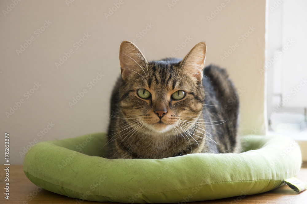 Domestic tiger cat lying on green cat bed, eye contact