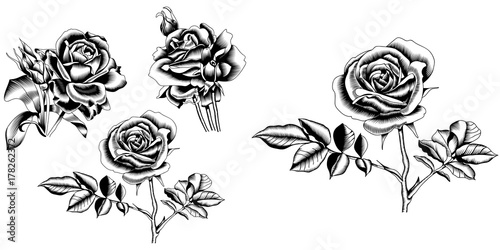 Set of hand-drawn black and white roses flowers isolated on a white background. Vector.