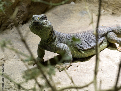 Omani Spiny-tailed Lizard, Uromastyx thomasi, sitting on a flat stone