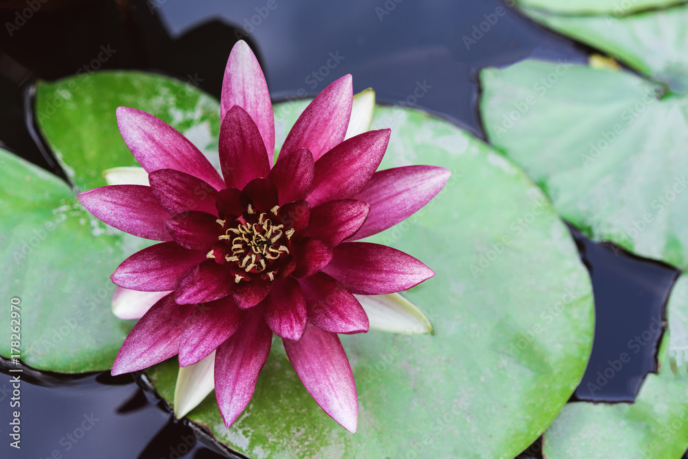 op view beautiful pink lotus or waterlily in pond. op view beautiful pink lotus or waterlily in pond.