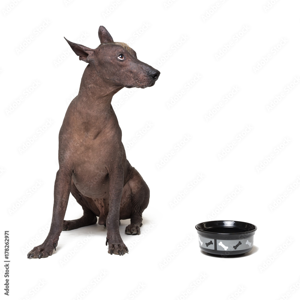 xoloitzcuintli, Mexican Hairless Dog, waiting and looks up to have his bowl filled food on white background. hungry Dog with a bowl.