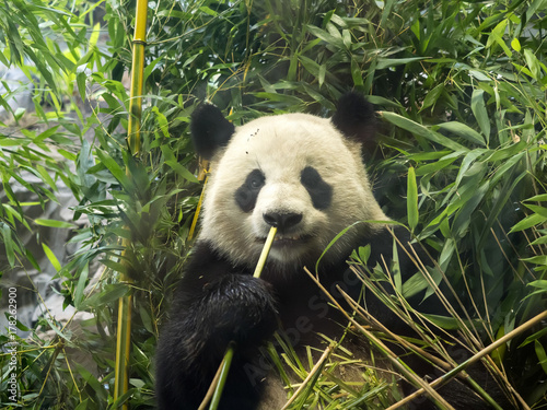 Fototapeta Naklejka Na Ścianę i Meble -  Giant Panda, Ailuropoda melanoleuca fed bamboo