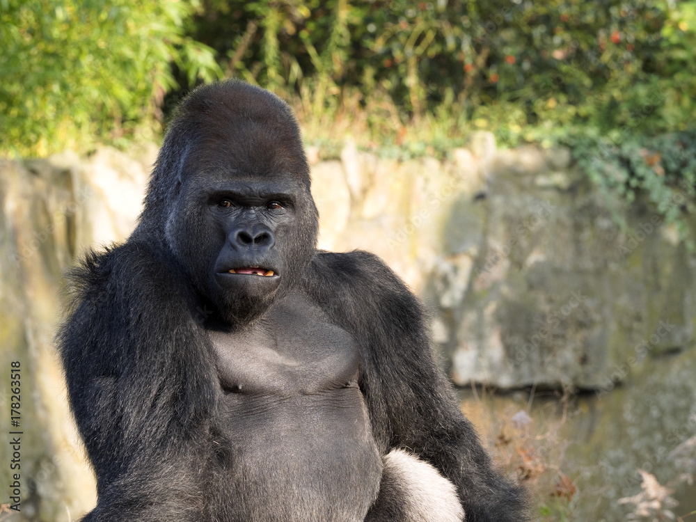 portrait of a male Western Lowland Gorilla, Gorilla