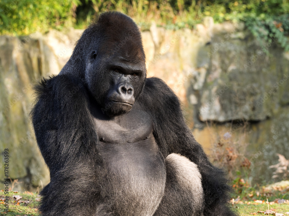 portrait of a male Western Lowland Gorilla, Gorilla