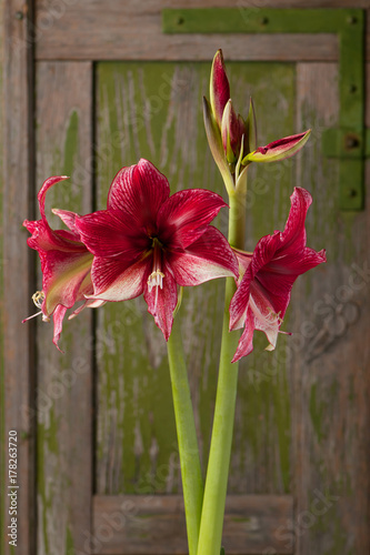 Red and white blossoming amaryllis on a rusty green background. (Amaryllidaceae)