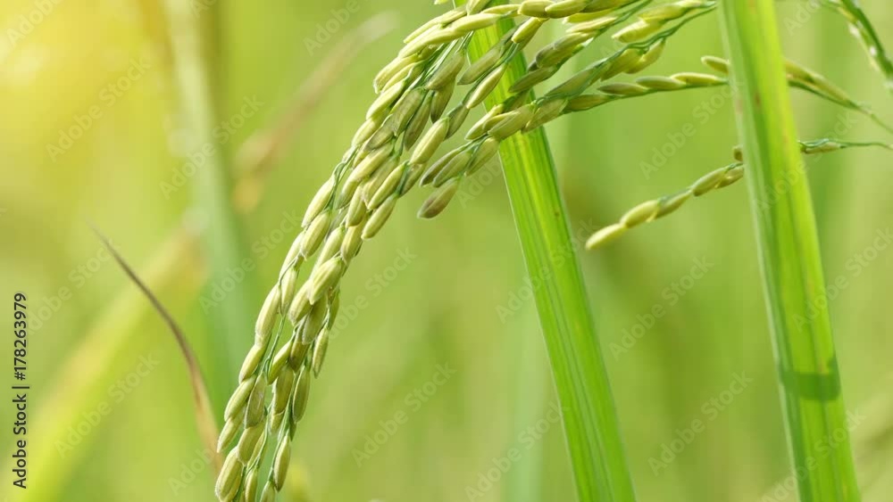 Close up of the beautiful rice plants in gorgeous paddy field on organic farm.

