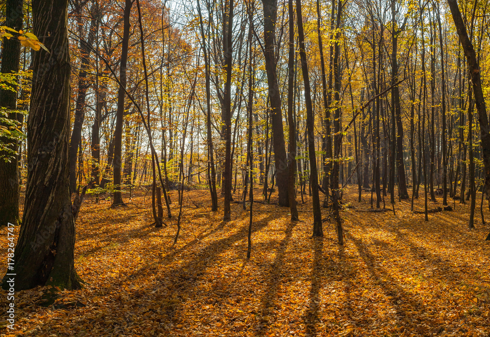 Obraz premium Beautiful autumn forest with shadows from trees. Panoramic photo of a warm autumn day in the forest. Warm soft light, breaking through the foliage of the autumn forest.
