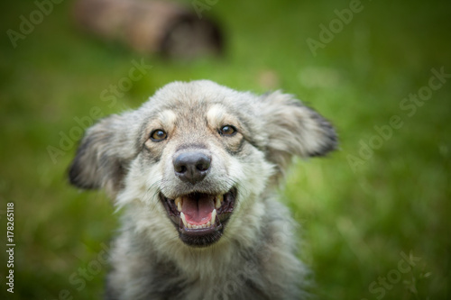 Fototapeta Naklejka Na Ścianę i Meble -  Joyful dog on a walk close up