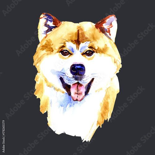 Akita Inu portrait watercolor illustration. Hand drawn dog isolated on black background. photo