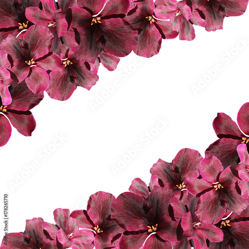 Fototapeta Naklejka Na Ścianę i Meble -  Beautiful floral background of dark red pelargonium 