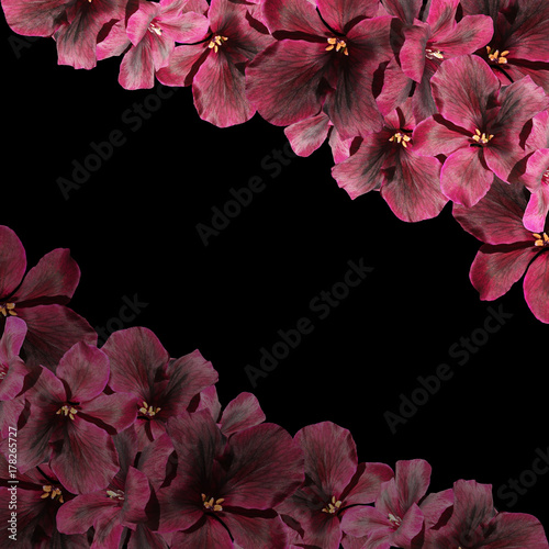 Fototapeta Naklejka Na Ścianę i Meble -  Beautiful floral background of dark red pelargonium 