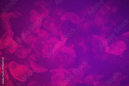 Large group of transparent jellyfish glowing pink in deep waters
