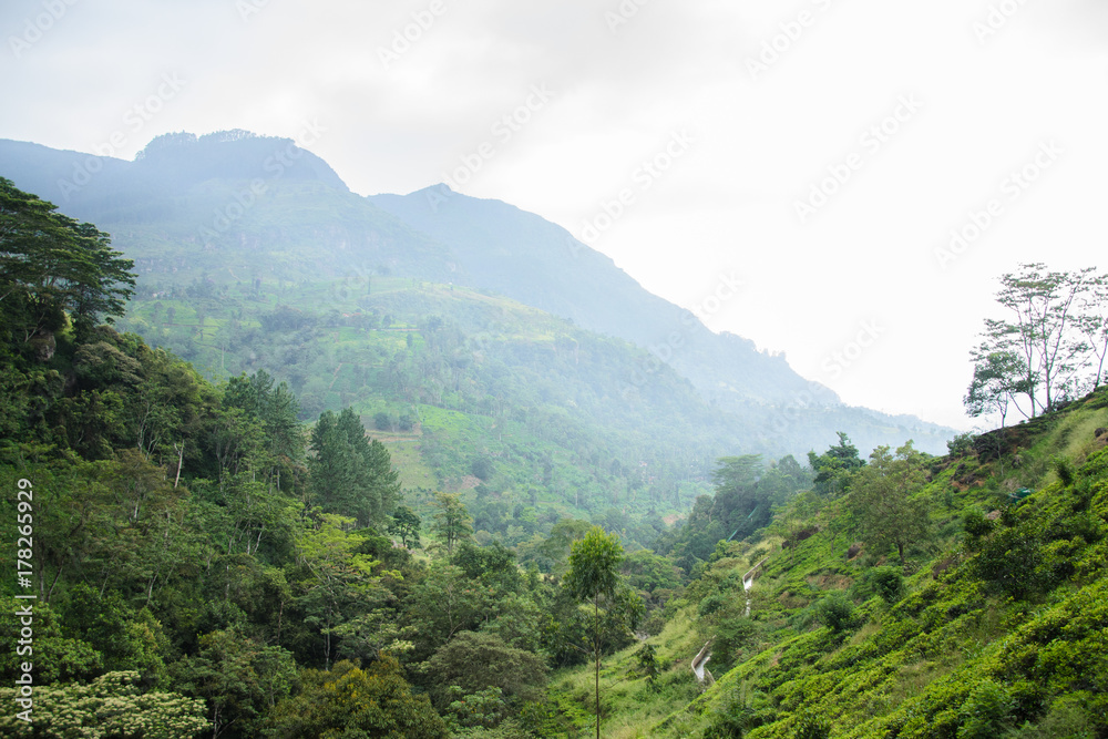 Красивые горы в тумане на Шри-Ланке