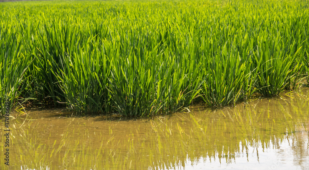 Obraz premium young rice plant in rice field, Rice field close up green rice field