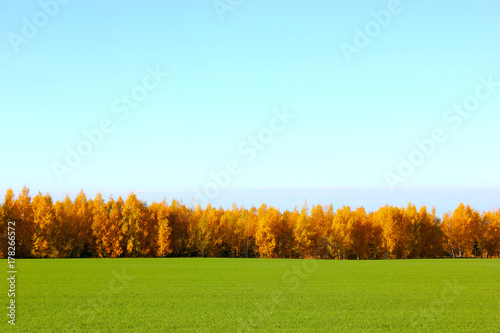 Nature background. Green grass field against a blue sky with autumn trees on the horizon.