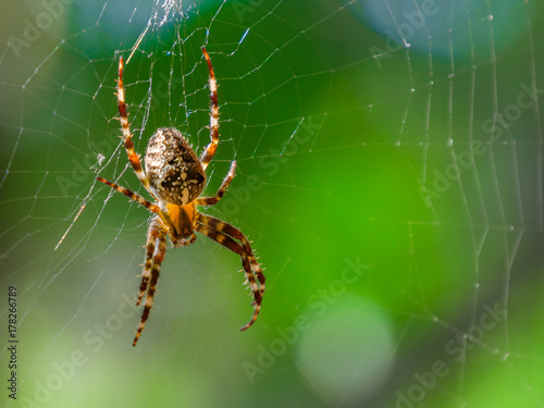 Spider on spider web with green background. Closeup of a brown spider isolated on green background. Spider on the spiderweb with blur green background. Spider close-up on a green background.