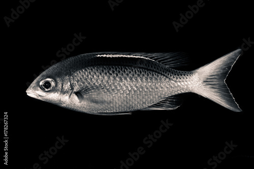 Black & White Fish