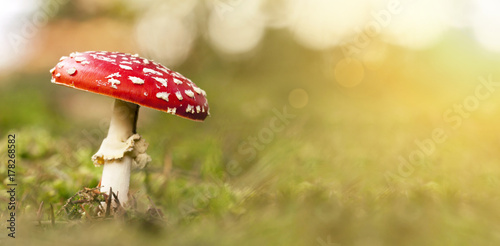 Poisonous red and white fly-agaric mushroom in Autumn
